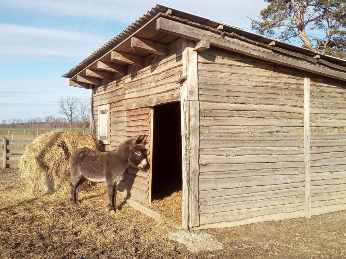 Apartma Max Moravske Toplice Esterno foto